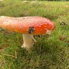amanita040