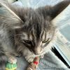 satinethecat