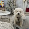 miathebichon_frise