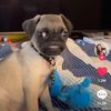 pugsfluffy3000