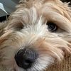 teddy_fan_page_