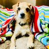 iloveshelterdogs