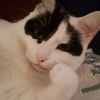 buddythesmartycat