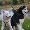 Striker and Zeus husky boys 🐕