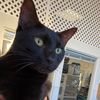 phillykitties