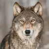 ellobo_0806