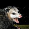 possum0