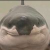 gherkshark