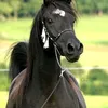 user1447110222176