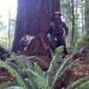 north_coast_timber_fall0