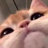 wikvskaa