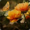 noura_alahmare