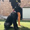 maligator.ivy