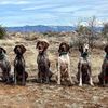 arizonasportdogs