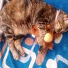 tu.gatito.com.pe