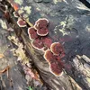 fauconnerie
