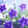 orchidridge_
