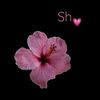 princesssshuu