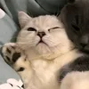 laclikkaa