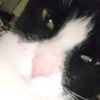 catplayer100_official