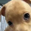 anpantaek