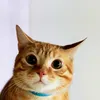 p_anna_2