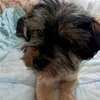 taniahochartleriche
