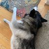 anonymousmop