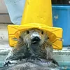 •ᴥ•サイホク•ᴥ•