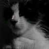 wolf_reall