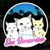 catsofsanbernardino