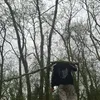 scilenos
