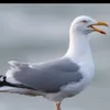dylan_dymond15