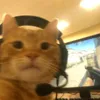 psyccvchee