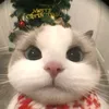 ngthanhdat_5