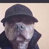 darkwolf28761