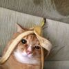 huhjaey