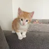 zukimycat