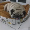sophiajasmineen