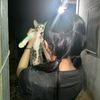 shenalye