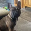 tobossg