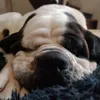 matribudepetitchiens