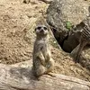 meerkat.storiez