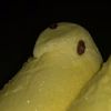 a_stale_peep