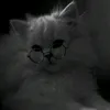 l0vely_zai