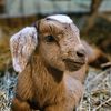 paqdmeats