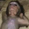 thyrant_2