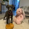 willowthewhippet0