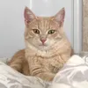 olika_1981