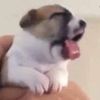 small.frijol